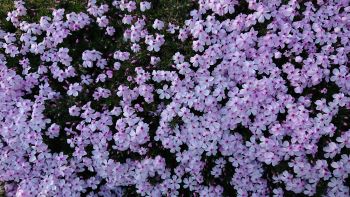 Phlox douglasii 'Kelly's Eye' - 8cm pot 